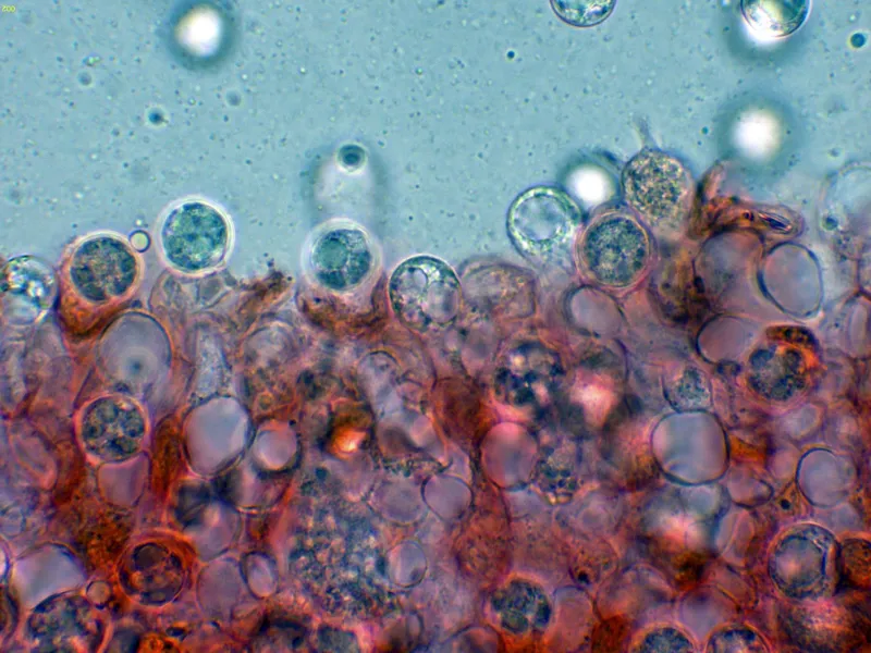 Amanita coryli 10 - Himenio-002